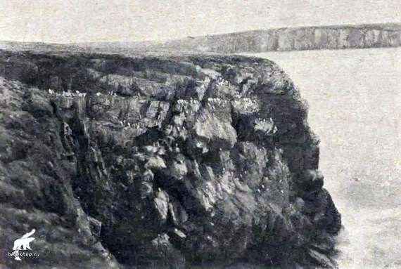 Птичий базар Птичий базар