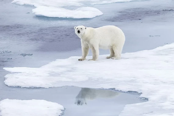 Белый медведь