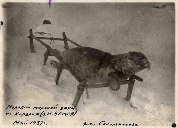 Молодой морской заяц, добытый на участке Корелка. Новая Земля. 1933 г. Молодой морской заяц