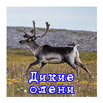 дикие олени