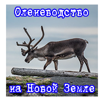 Оленеводство