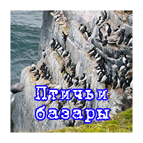 Птичьи базары Новой Земли