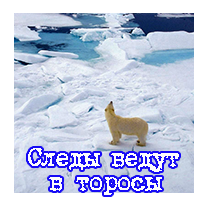 Следы ведут в торосы