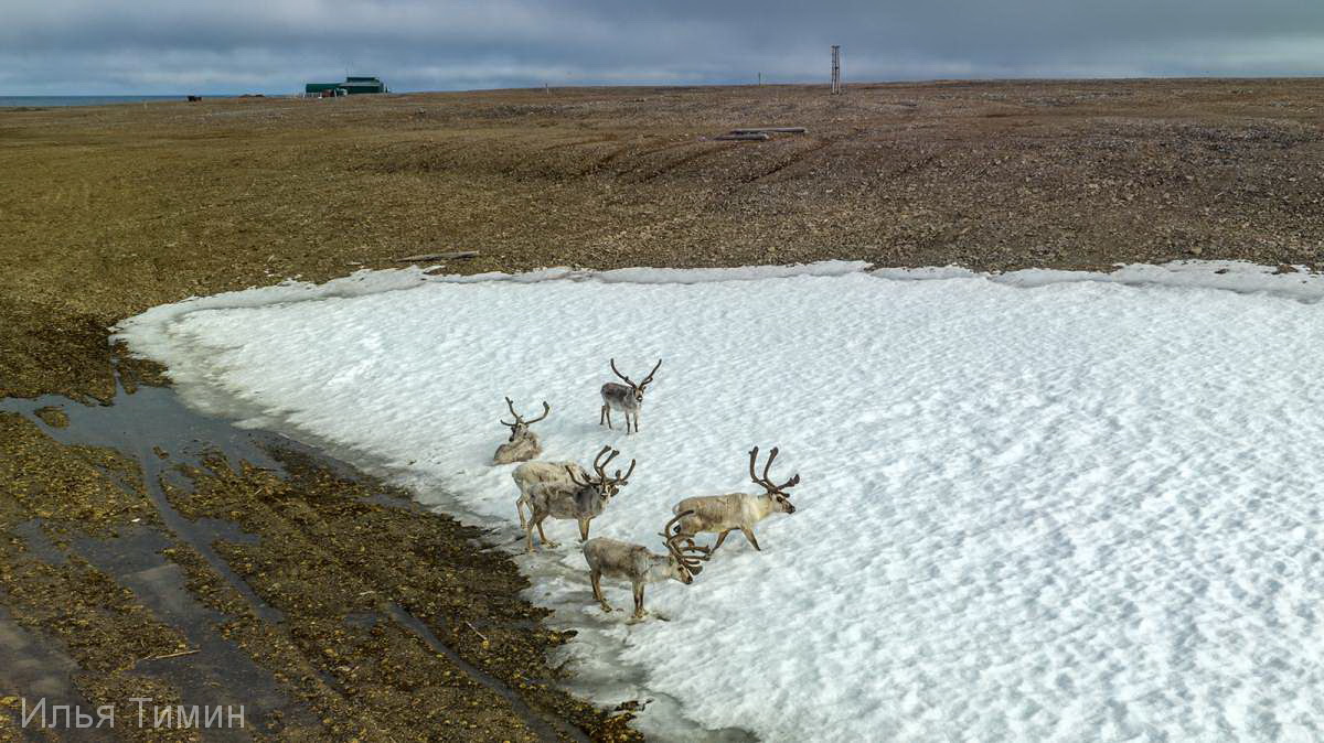 Новоземельские олени