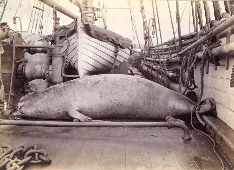 Лахтак, пойманный в Маточкином Шаре.