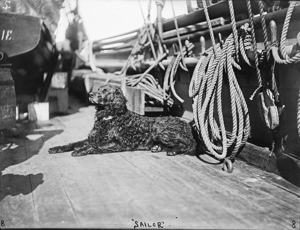Корабельный пес Sailor