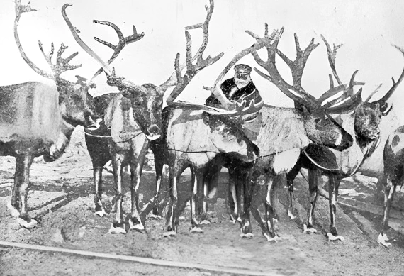 Олени опытного Новоземельского совхоза на Гусиной Земле летом 1936 г. Фото И. Кузнецова. Олени опытного Новоземельского совхоза на Гусиной Земле