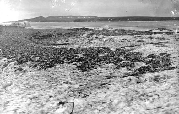 Снежный покров, занесенный пылью и галькой во время боры. Русская Гавань.