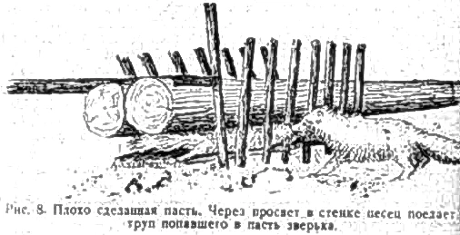 Пример пасти для охоты на песца