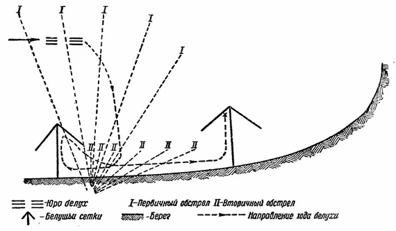Схема загона белухи