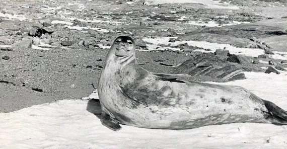 Нерпа на льдине