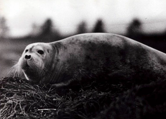 Морской заяц, лежащий на водрослях во время отлива
