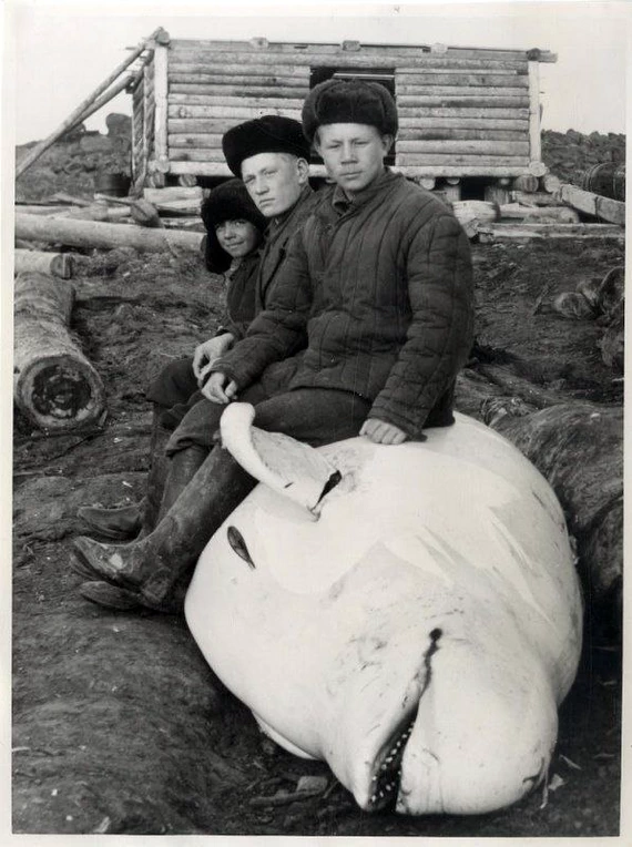 Дети промысловиков на туше белухи