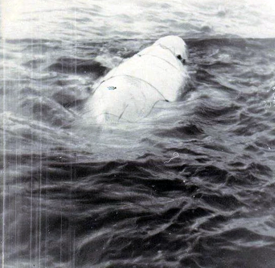 Белуха в сетях