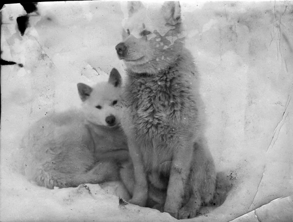 Собаки экспедиции Г. Седова