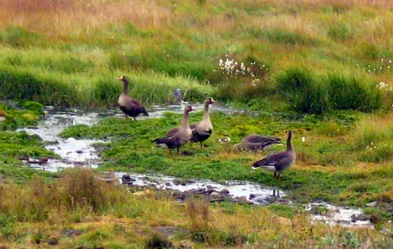Гуси на Новой Земле