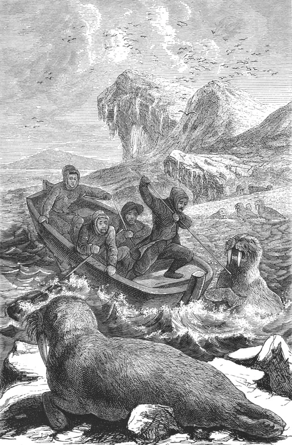 Охота на моржей