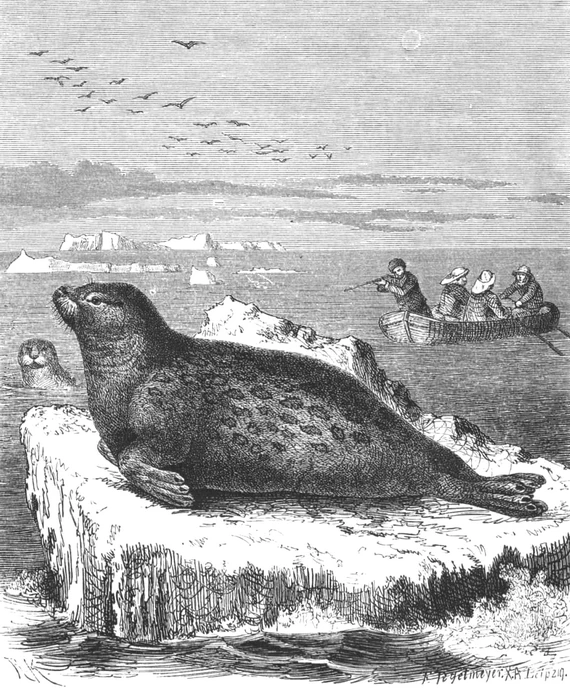 Охота на тюленей