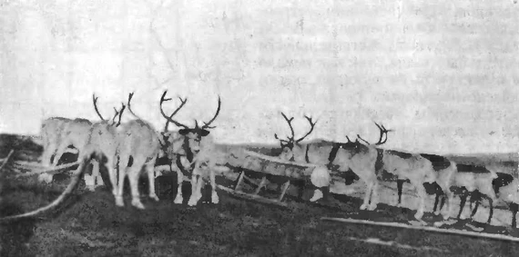 Быки опытного Новоземельского совхоза на Гусиной Земле