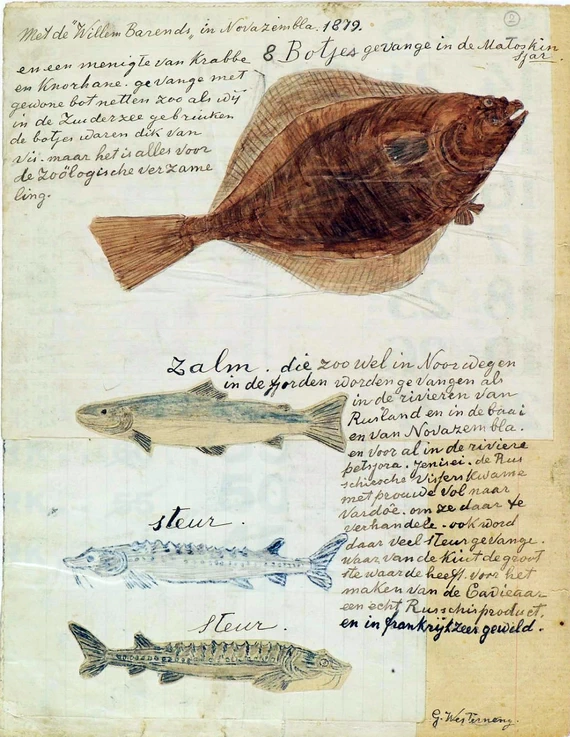 Рисунок рыбы, пойманной в Маточкином Шаре.